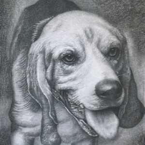 Boomer by Sammy Watson