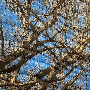Winter Sky Texas by Marilyn Henrion 