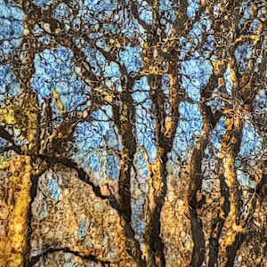 Winter Sunlight- Addison Texas by Marilyn Henrion 