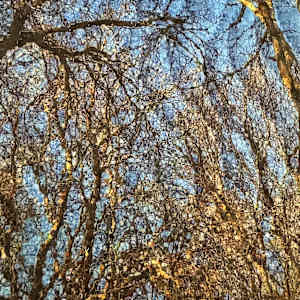 Winter Sunlight- Addison Texas by Marilyn Henrion 
