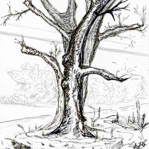 Silent Branches by Nicci Schwartz