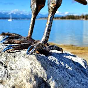 The Trickster 1.0 by Ian Lowe 