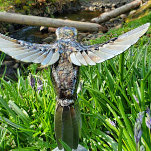 Resilience 1.0 by Ian Lowe 