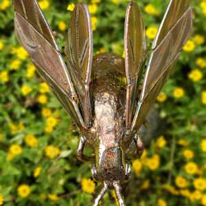 Delicate Balance by Ian Lowe 