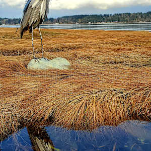 Patience by Ian Lowe 