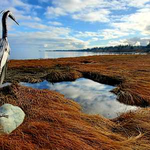 Patience by Ian Lowe 