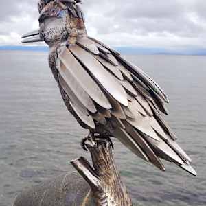 Speed King by Ian Lowe 