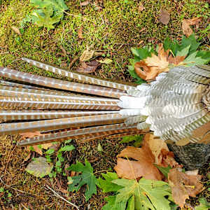 The Boss by Ian Lowe 