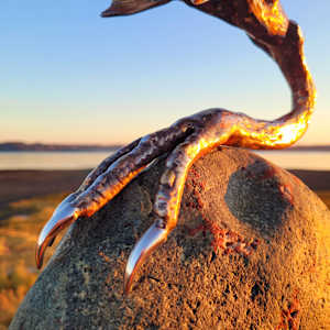 Regeneration by Ian Lowe 