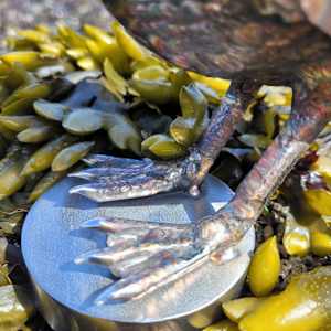 Puff Laddy by Ian Lowe 