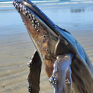 Pacific Giant by Ian Lowe 