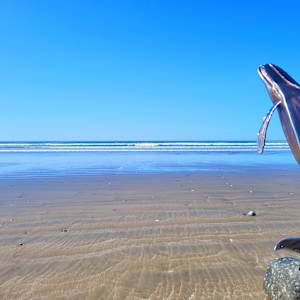 Pacific Giant by Ian Lowe 