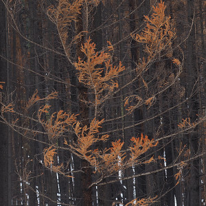 The Kootenay Burn  2018 - Red by James McElroy