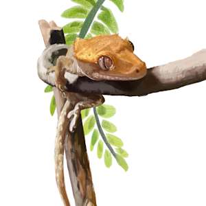 Henry the Crested Gecko by Sam Larson