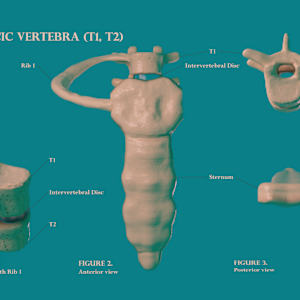 T1, T2, Rib 1, Sternum by The Art of Dissection, Image 1.
