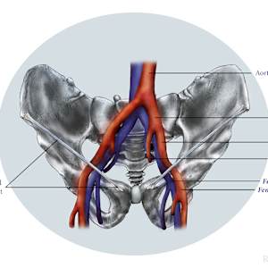Pelvis by Becca Lewis