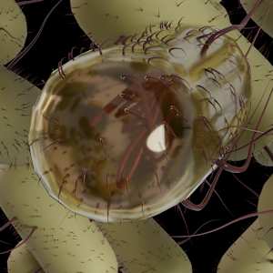 E. coli by Becca Lewis