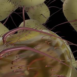 E. coli by Becca Lewis 