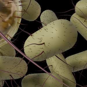 E. coli by Becca Lewis 