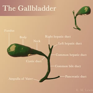 The Gallbladder by The Art of Dissection, Image 2.