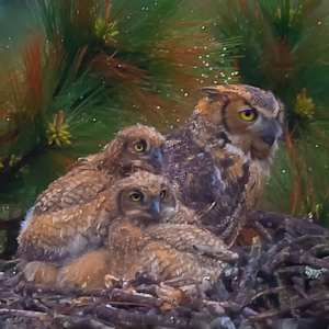 Owls by George H Wood