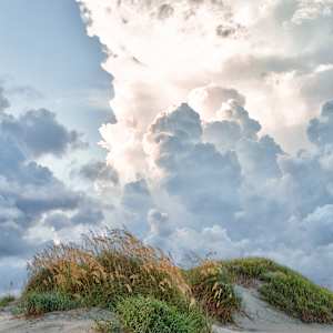 Sea Oats in Bloom by George H Wood
