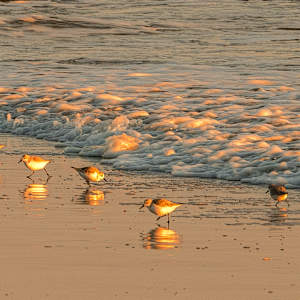Beach Peaches by George H Wood