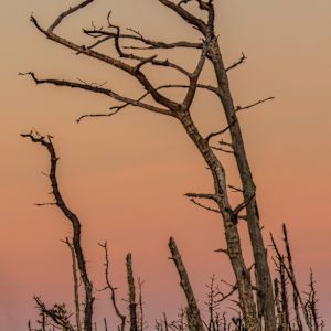 Desire by George H Wood