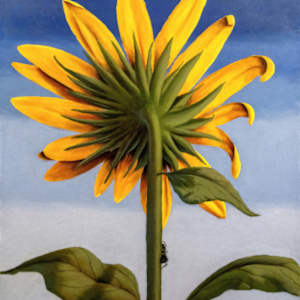 Meg Reite's Sunflower by Timothy Griffith