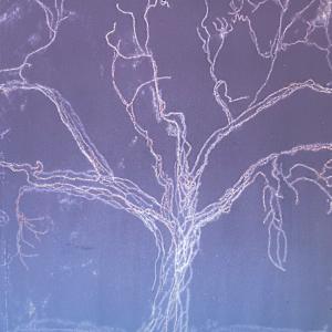 (Tree Portrait #49) Oak in Rovensky Park by MK Wynn