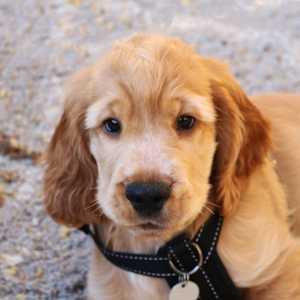 Your Pet Photo by Katrina Sjoberg  Image: My friend's dog Kamu