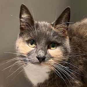 Your Pet Photo by Katrina Sjoberg  Image: My friend's cat Maja photo