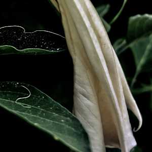 Datura wilting by Patricia Buck  Image: My photograph of Datura wilting.