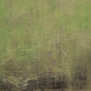 Acacias, Biedouw Valley by Angela Briggs