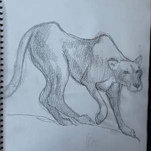Mountain Lion Sketch by Arthur Gebhardt, Image 2.