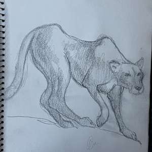 Mountain Lion Sketch by Arthur Gebhardt, Image 3.