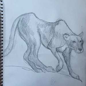 Mountain Lion Sketch by Arthur Gebhardt, Image 4.