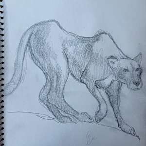 Mountain Lion Sketch by Arthur Gebhardt, Image 1.