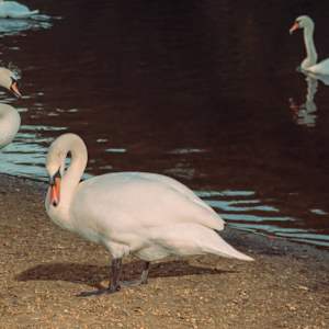 Where Swans Take Flight by Elisa Miller  Image: Detail