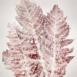 Echo Ferns.04 by Seth A. Crayton