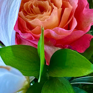 A Rose for You by Liz Morton