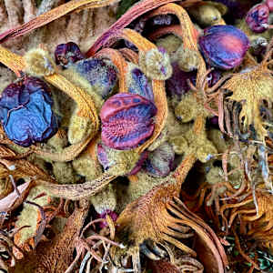 Sago Palm Seeds by Liz Morton