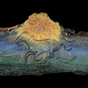 Running Wild Time by "Kaveka", Image 3.
