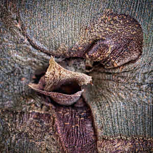 The soul of a Tree by Kjeld Smed