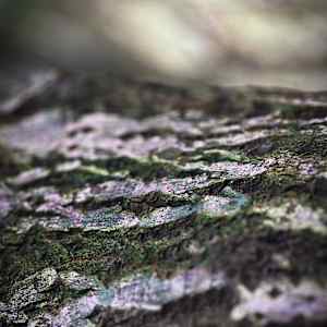 The soul of a Tree by Kjeld Smed