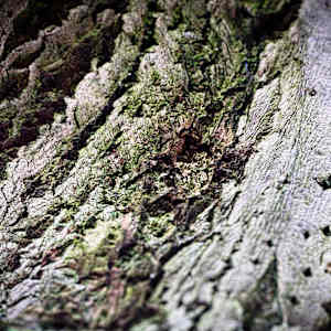 The soul of a Tree by Kjeld Smed