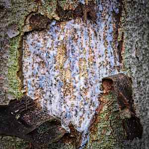 The soul of a Tree by Kjeld Smed