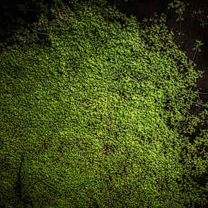 Water Reflections by Kjeld Smed