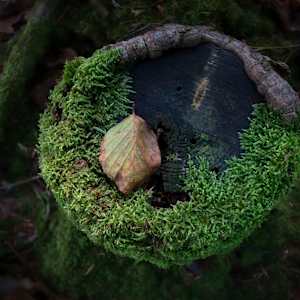 Last in Nest by Kjeld Smed