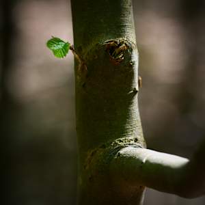 Spring by Kjeld Smed